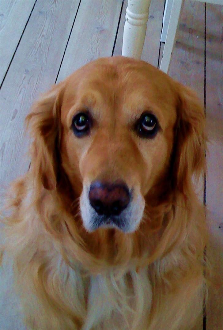Golden retriever Bastian billede 1