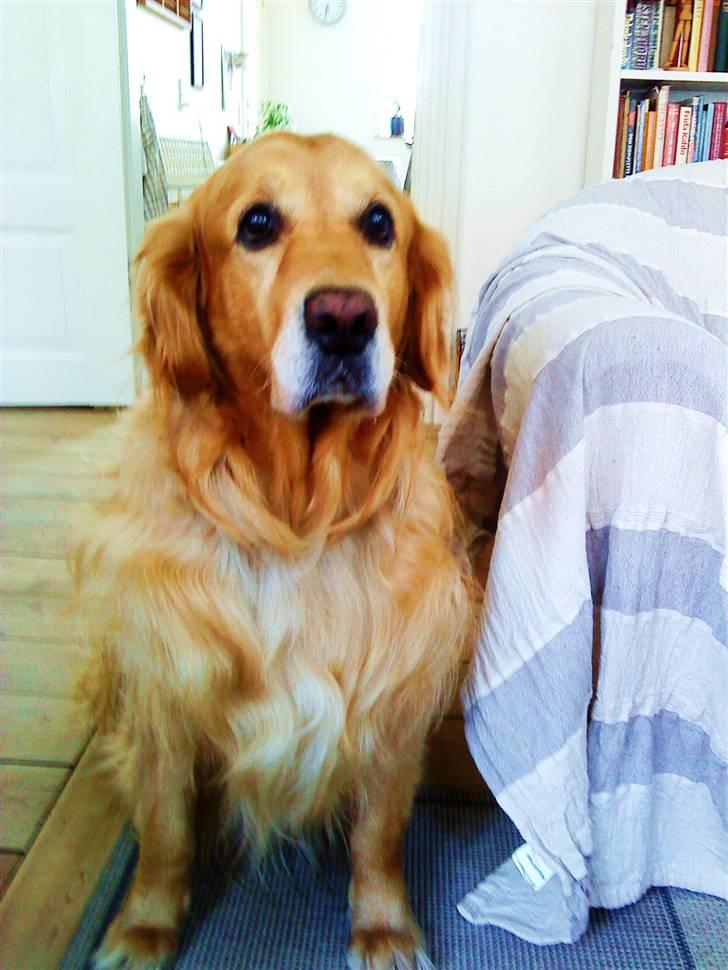Golden retriever Bastian billede 2