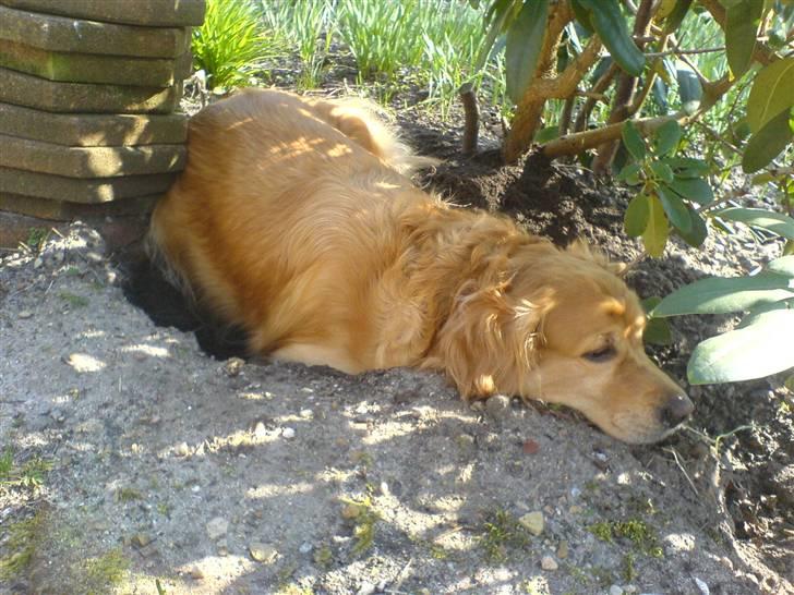 Golden retriever Bastian billede 3