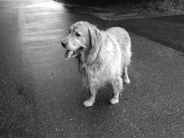 Golden retriever Bastian billede 4