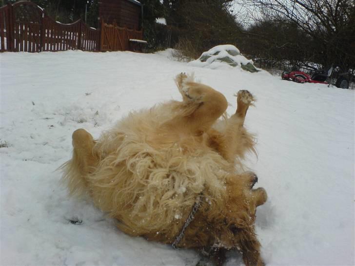 Golden retriever Bastian billede 5