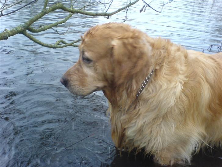 Golden retriever Bastian billede 6