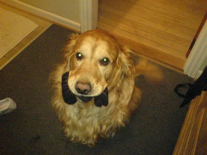 Golden retriever Bastian billede 7