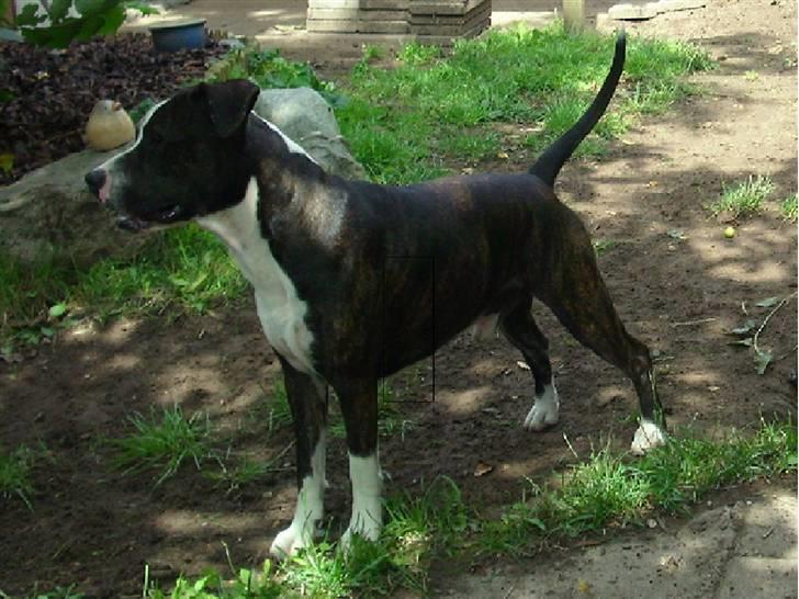 Amerikansk staffordshire terrier fear - smuk hund billede 1