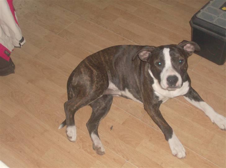 Amerikansk staffordshire terrier fear billede 2