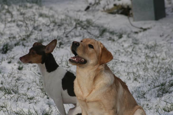 Labrador retriever Nico     31/08 billede 13