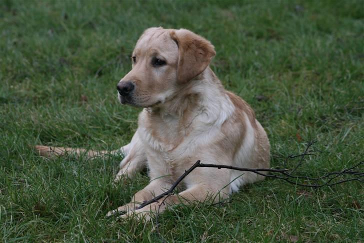 Labrador retriever Nico     31/08 billede 2