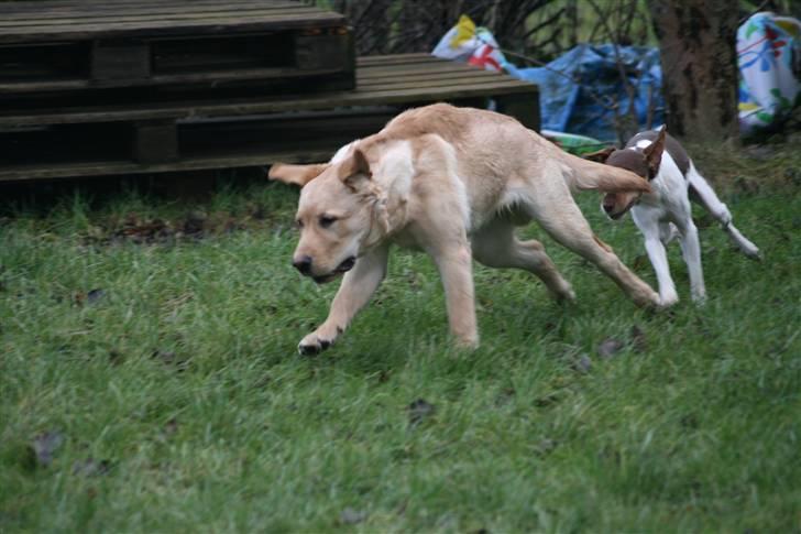 Labrador retriever Nico     31/08 billede 15