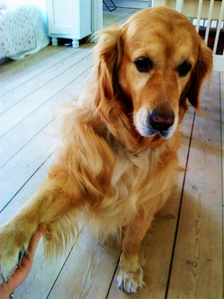 Golden retriever Bastian billede 8