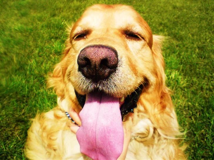 Golden retriever Bastian billede 9