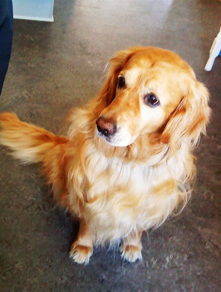 Golden retriever Bastian billede 10