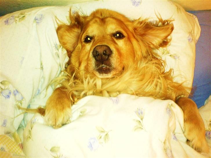 Golden retriever Bastian billede 12