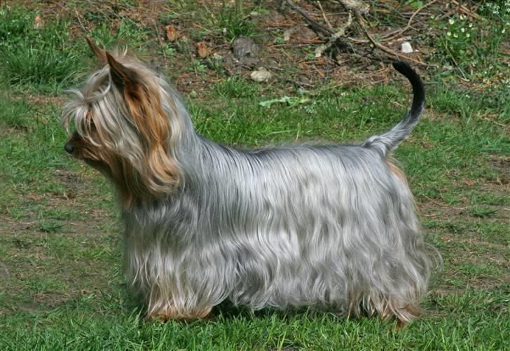 Australian silky terrier Miss.Bianca - Nu er jeg blevet DKCH og nu er vi fire i huset der er det billede 8