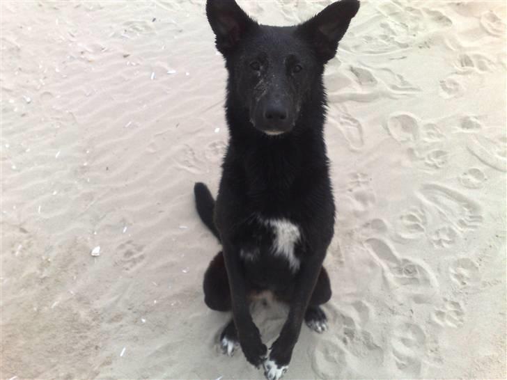 Blanding af racer Stella billede 1