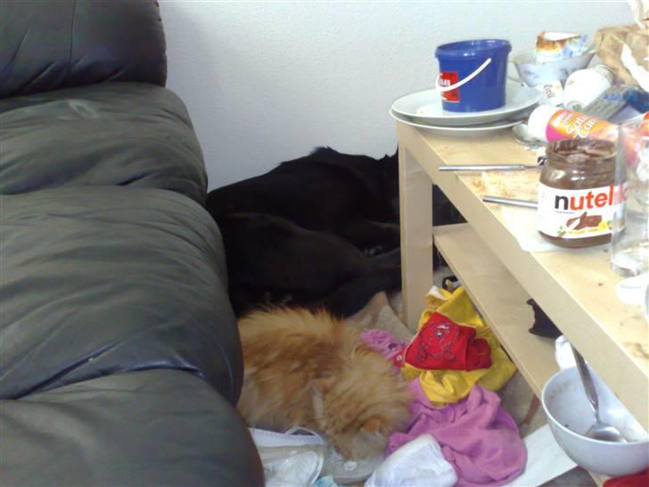 Blanding af racer Stella billede 2