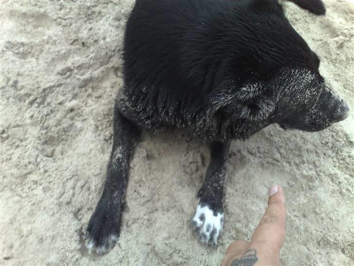 Blanding af racer Stella billede 3