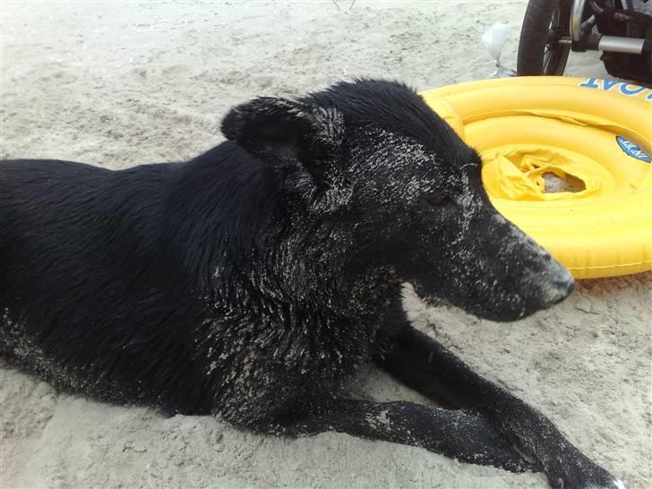 Blanding af racer Stella billede 4