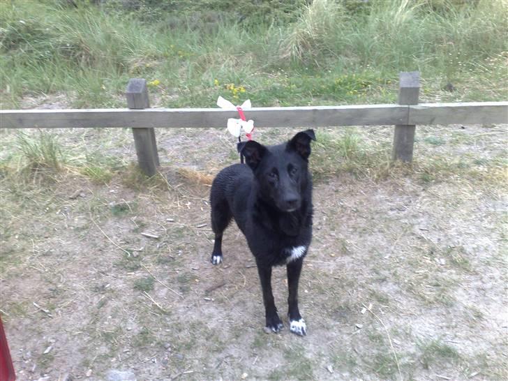 Blanding af racer Stella billede 5