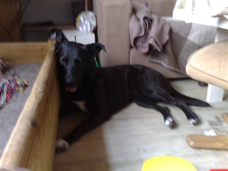 Blanding af racer Stella billede 6