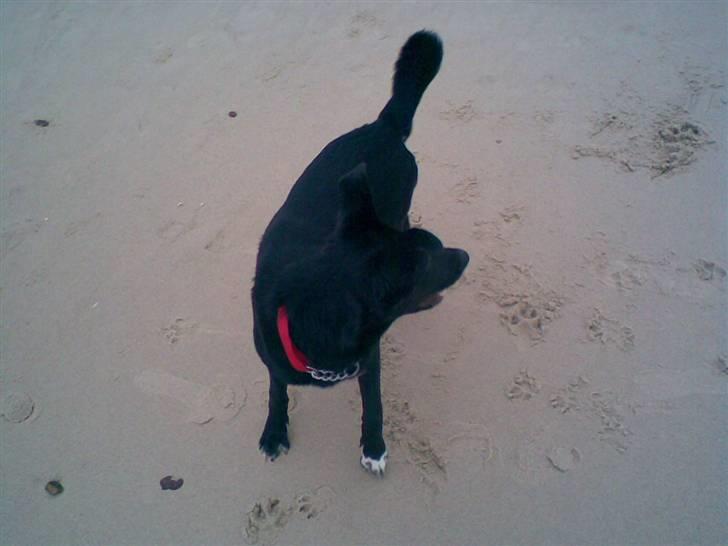 Blanding af racer Stella billede 7