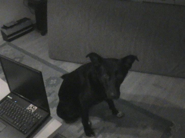 Blanding af racer Stella billede 8