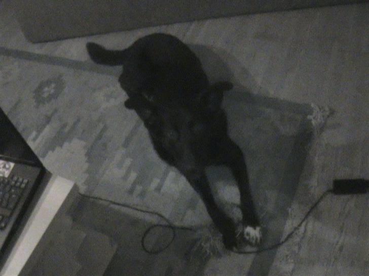 Blanding af racer Stella billede 9