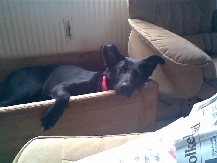 Blanding af racer Stella billede 10