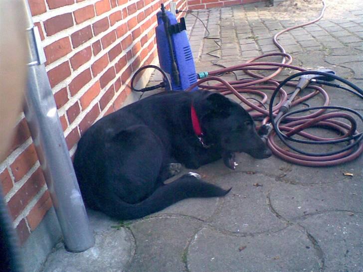 Blanding af racer Stella billede 11