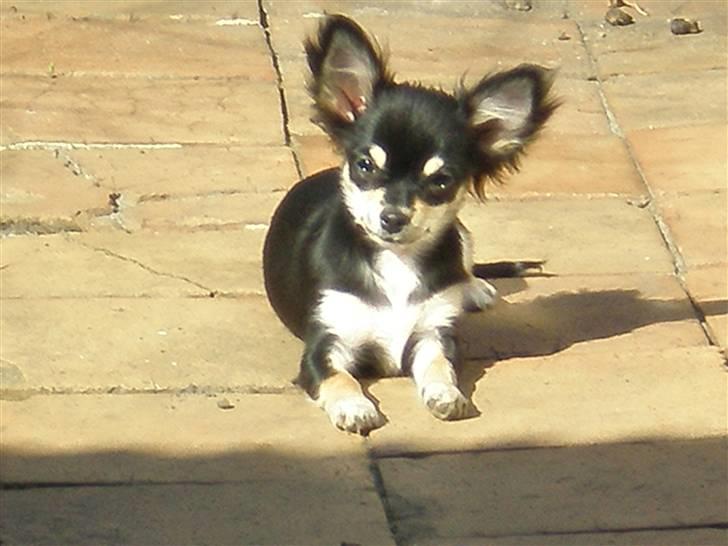 Chihuahua Faye (Loppe) billede 9