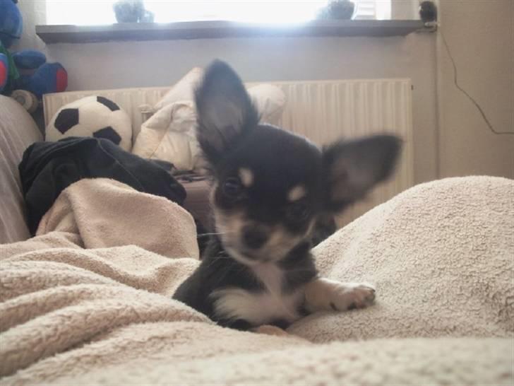 Chihuahua Faye (Loppe) billede 10