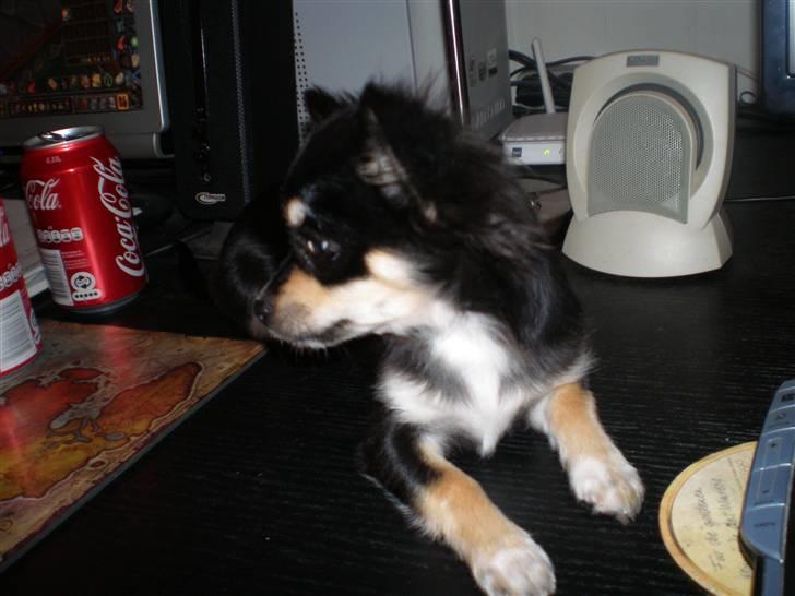 Chihuahua Faye (Loppe) - Ser lige hvad far laver på computeren billede 11