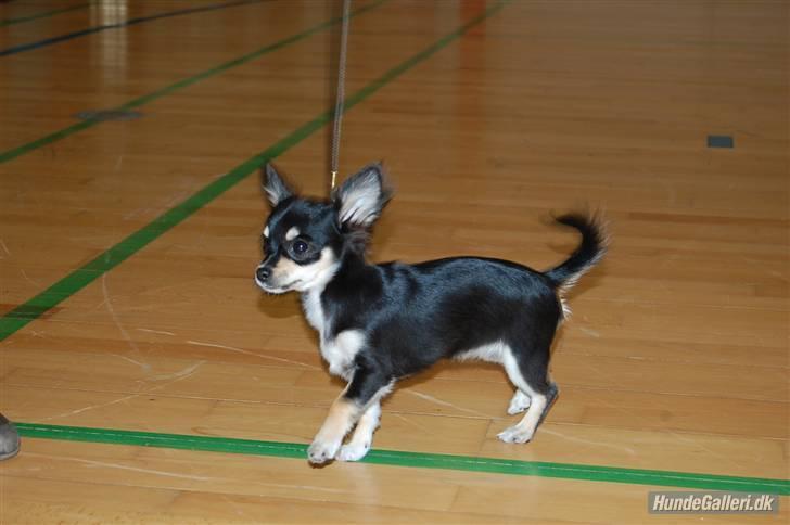 Chihuahua Faye (Loppe) - Faye til sin første udstilling ... Såå fin hun er..! billede 12