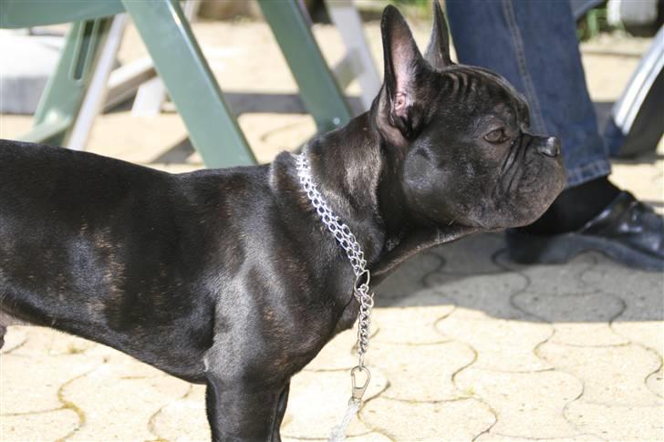 Fransk bulldog Milo billede 11