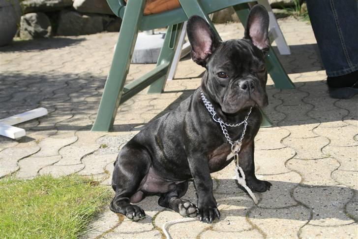 Fransk bulldog Milo billede 12