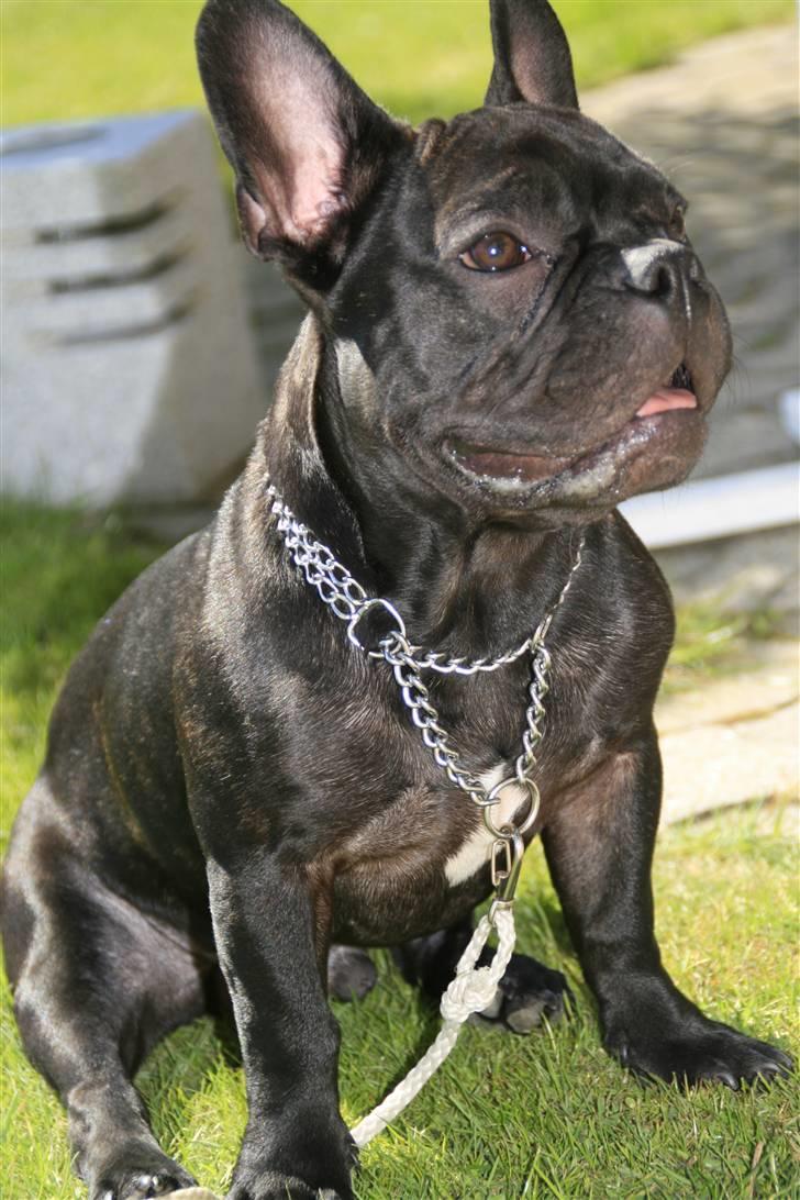 Fransk bulldog Milo billede 13