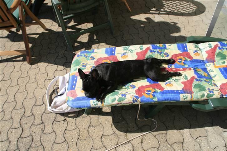 Fransk bulldog Milo billede 14