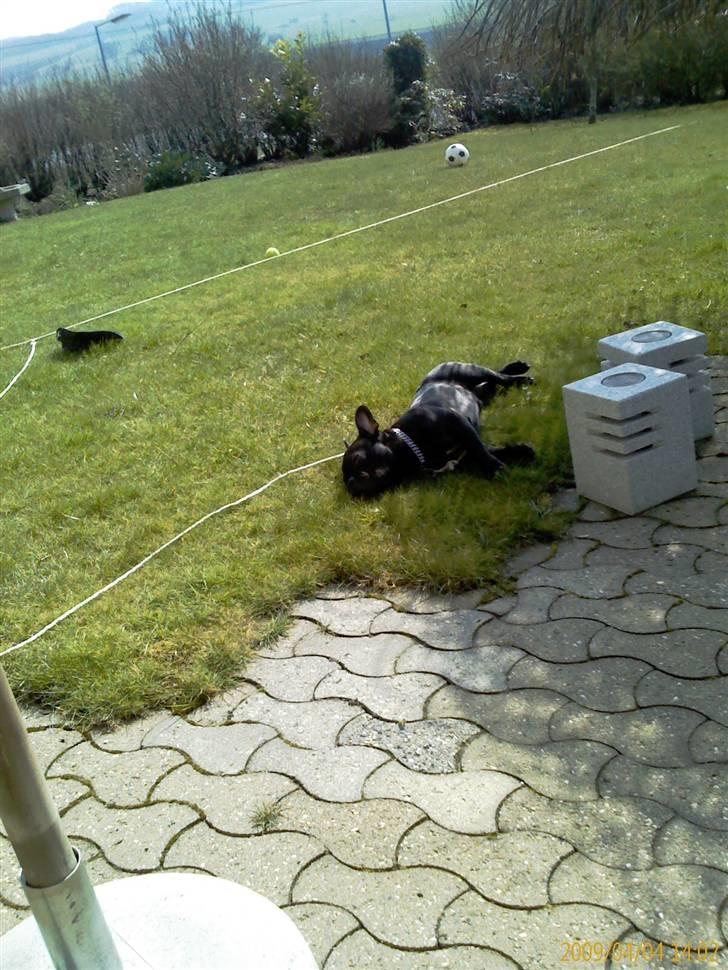 Fransk bulldog Milo billede 15