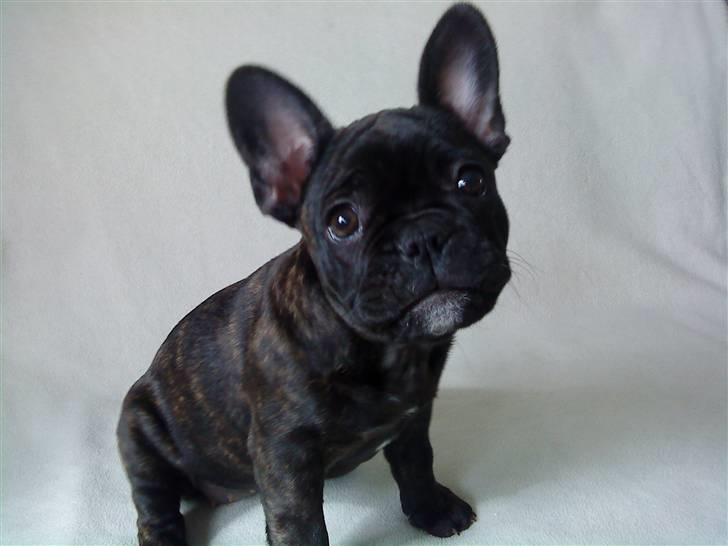 Fransk bulldog Gutzo billede 8