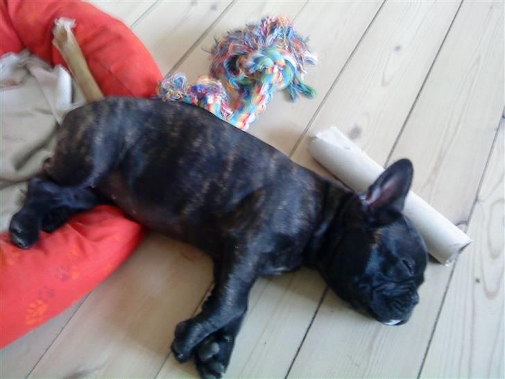 Fransk bulldog Gutzo billede 9