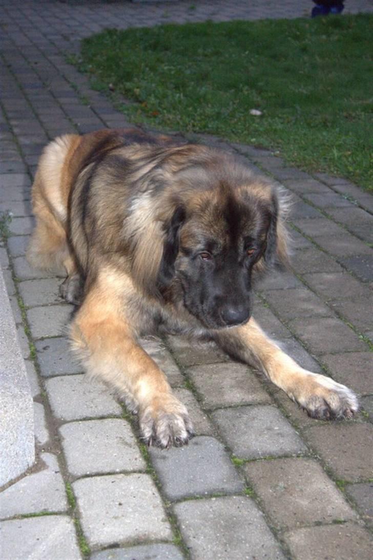 Leonberger Hercules - 06.11.2009 billede 7