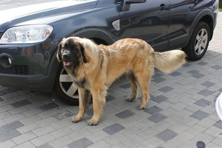 Leonberger Hercules - 28.04.2009 billede 9