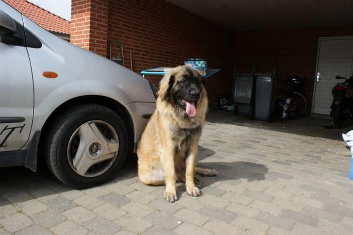 Leonberger Hercules - 28.04.2009 billede 10