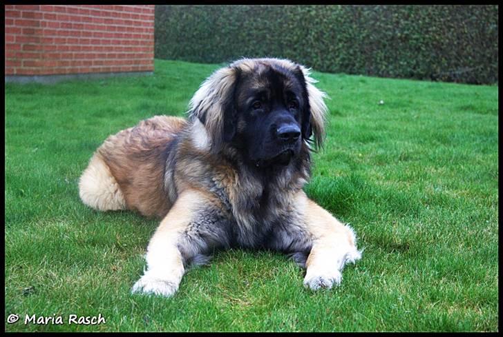 Leonberger Hercules - 07-12-2009 - Min lille fotomodel <3 billede 11