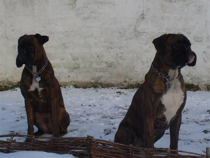 Boxer Bailey - Tyson (tv) og Bailey leger vigtige =) billede 6