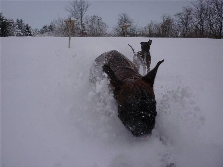 Boxer Bailey - weeee.... sne er sjovt billede 7