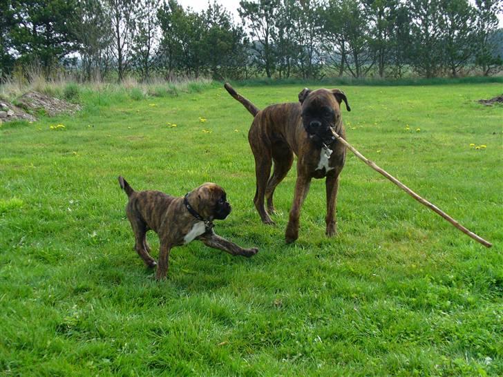 Boxer Bailey - tænk at han har været så lille billede 9