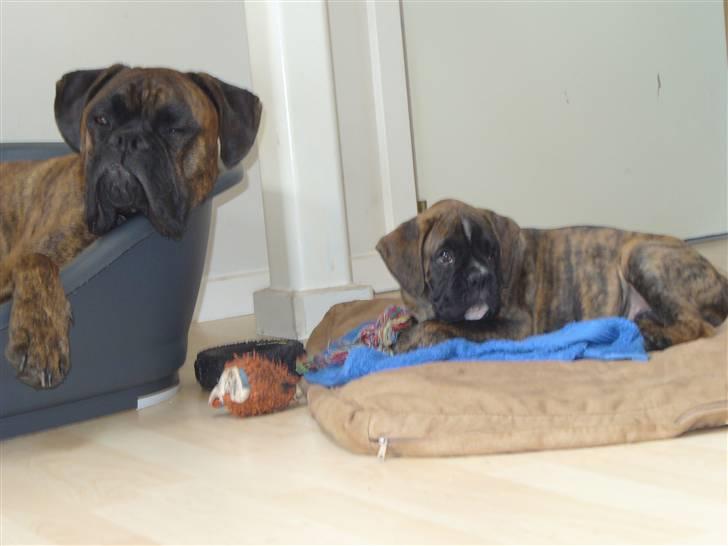 Boxer Bailey - Hygge...  billede 10