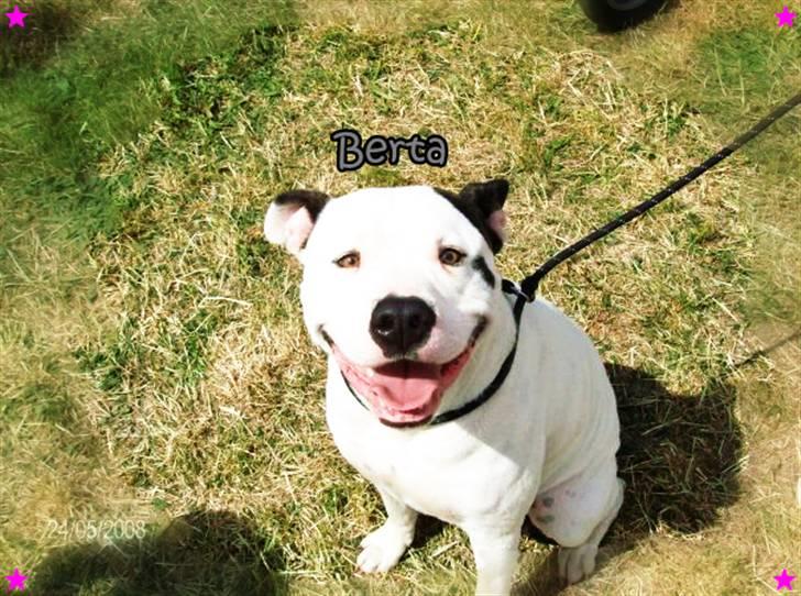 Amerikansk bulldog Berta - Berta<3 billede 3