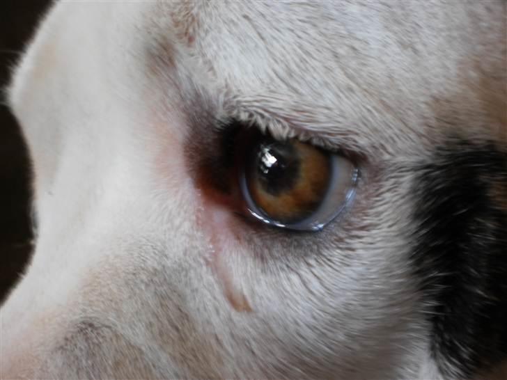 Amerikansk bulldog Berta - <3 billede 1