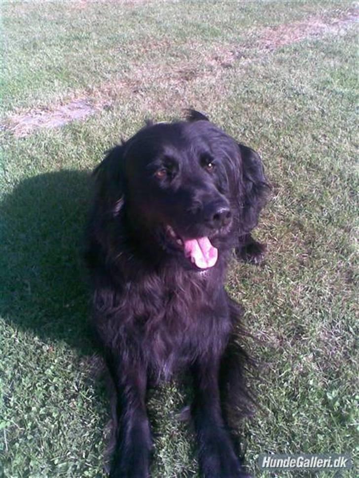 Blanding af racer Kenzo (Død) - En varm sommer dag. billede 21